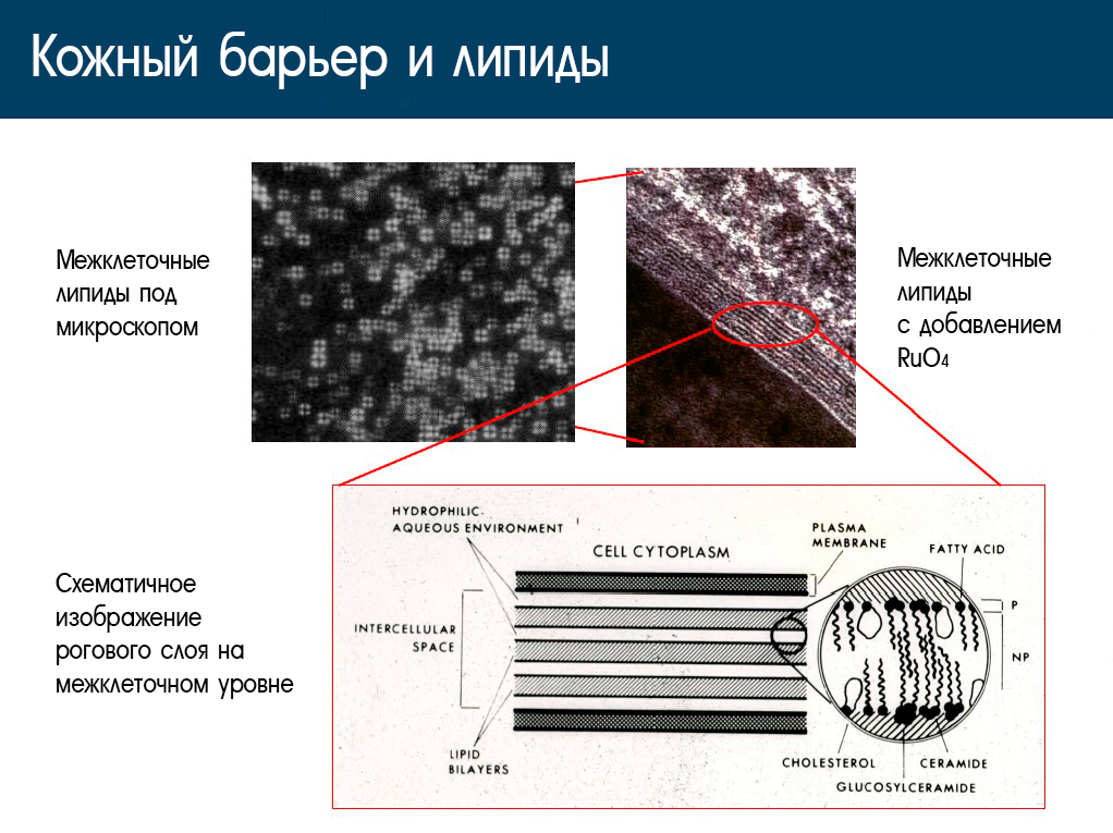 Действие многослойной эмульсии Atopalm.