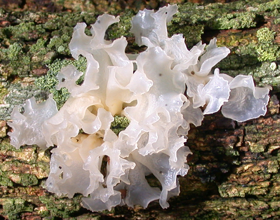 Коралловый гриб - тремелла в лесу на фото