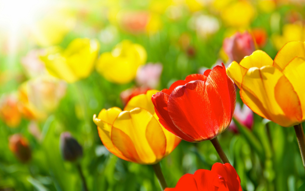 Nature___Seasons___Spring_Bright_spring_flowers_066198_.jpg